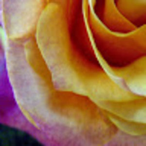 Meet your Posher, Janet janes